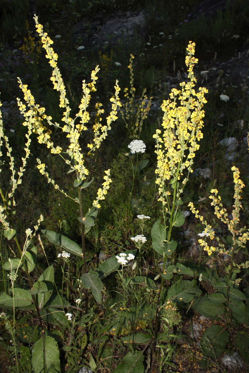 Verbascum cfr. chaixii ??
